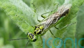 ‘Remarkable’ insect discovery could benefit modern surgery, say scientists
