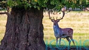 Abundant acorns, conkers and berries likely this autumn, National Trust says