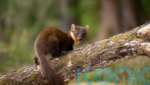 Pine martens released in scheme to restore lost native species to Exmoor
