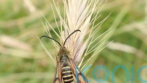 National Trust nature reserve records rare moth as 10,000th different species