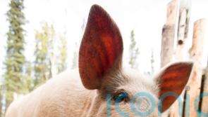 Pig’s liver transplanted to human in world first