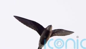 Rare white-throated needletail spotted in England for first time in 34 years