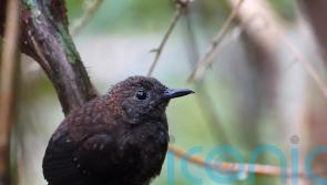Majority of world’s bird species in decline as nature crisis deepens – experts