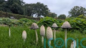 Garden experts embrace fungi as weather conditions encourage autumn bonanza
