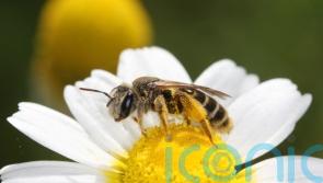Threats ‘mounting’ for wild bee and butterfly species in Europe, experts warn