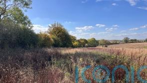 Beavers, pigs and ponies to rewild landscape in first Government-backed scheme