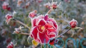 How can you tell if your prized plants have been caught by frost?