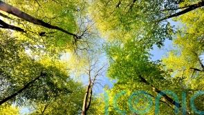 Restaurant owners admit ‘mistake’ after felling dozens of trees