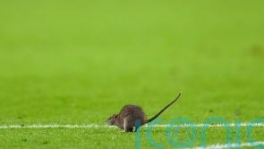 5 strange stoppages in football games after rat halts Wales’ World Cup qualifier