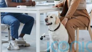 Vets should publish prices and cap prescription costs, watchdog says