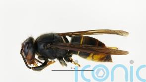 Call for ‘vigilance’ after first confirmed sightings of Asian hornets in NI
