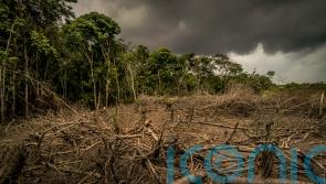 Supermarkets warned over animal feed products from deforested land