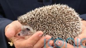 Hedgehog hospital owner &lsquo;angry and upset&rsquo; following blaze