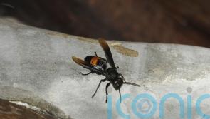 Asian hornet nest found in Belfast area, says minister