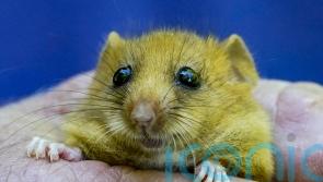 Dormice, otters and other rare wildlife ‘at risk’ from planning reforms – report