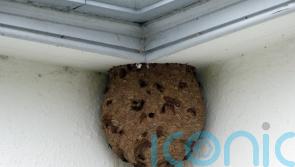 First Asian hornet nest discovered in Northern Ireland removed