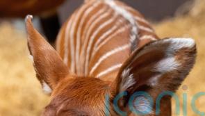Birth of rare female eastern mountain bongo ‘significant milestone’ for species