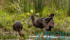Rare glossy ibis visitor spotted in part of Scotland for first time
