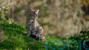 ‘Real hope’ for future of wildcats after another 18 released in Highlands