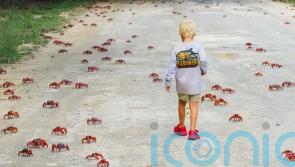 Tens of millions of red crabs begin annual migration on Christmas Island