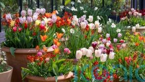 Ideas for glorious tulip combinations in pots