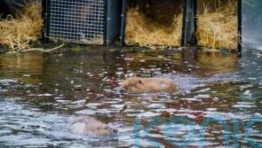 Beavers released into Highlands in moment of ‘wildlife history’