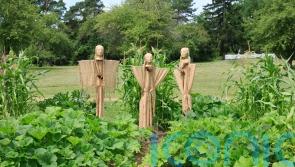 What is the ‘three sisters’ growing method and does it work?