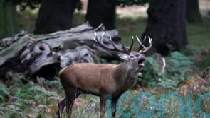 Shooting body raises ‘significant concerns’ over Natural Environment Bill