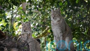 Lynx enclosure unveiled in ‘major milestone’ for reintroduction to British wild
