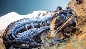 Research may solve mystery of whether fossil is young T. rex or new species