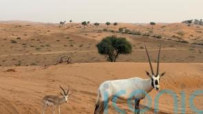 Untamed nature and mountain highs in the UAE&rsquo;s wildest emirate, Ras Al Khaimah