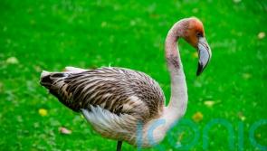 Concern after Frankie the flamingo takes flight