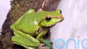 What are ‘office frogs’? Here’s how businesses can tackle this Gen Z trend