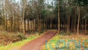 New national forest confirmed for Oxford-Cambridge corridor
