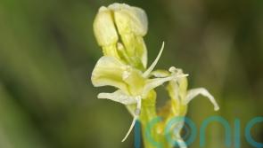 ‘Beautiful yet mercurial’ fen orchid brought back from brink of extinction
