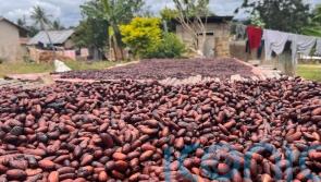 Engineering climate may not be enough to save coffee, chocolate and wine &ndash; study