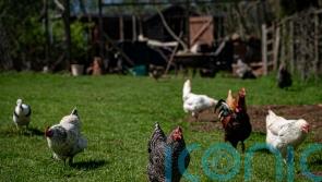Bird owners ‘should house flocks immediately’ after second avian flu case