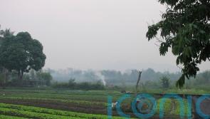 American and teenage son die after being stung by wasps in Laos