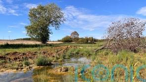 Natural England boss eyes move from bat-by-bat focus to wider nature restoration