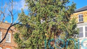 Town&rsquo;s &lsquo;half dead&rsquo; Christmas tree replaced after council brands it a &lsquo;disgrace&rsquo;