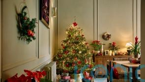 Real Christmas trees for the budget-conscious