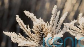 How to create the perfect winter garden