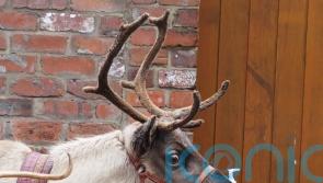 Animal welfare groups call for end to live reindeer displays at festive events