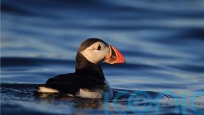 Puffins make a comeback on Isle of Muck after 25 years