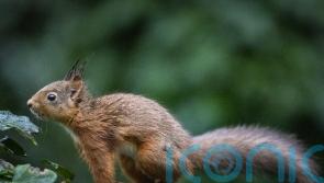 Charity bids to return four ‘architects of the wild’ species to the Highlands