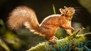 Greens want nature Bill changes to help one of Scotland’s ‘most iconic species’