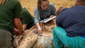 Safari park successfully operates on 500kg giraffe in high-risk procedure