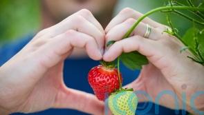 Consumers set to eat fresh British-grown strawberries at Christmas