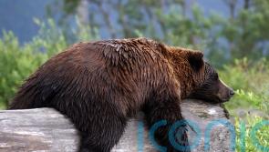 Single gene responsible for hibernation in mammals, study finds