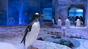 Aquarium owners pledge to listen to ‘constructive ideas’ about captive penguins